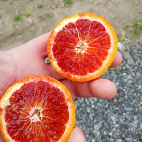 Mandarini rossi bio
